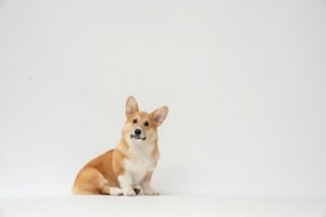 fatty corgi wHgkrmuMFOY unsplash